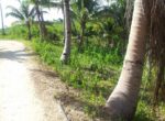 the-part-of-3436-sqm-slightly-sloping-full-of-coconut-trees-and-few-mango-trees